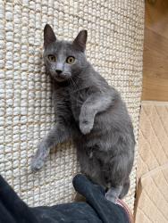 Lost Male Cat last seen Sweet Briar subdivision in Farragut, Farragut, TN 37934
