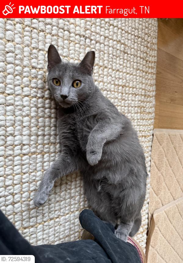 Lost Male Cat last seen Sweet Briar subdivision in Farragut, Farragut, TN 37934