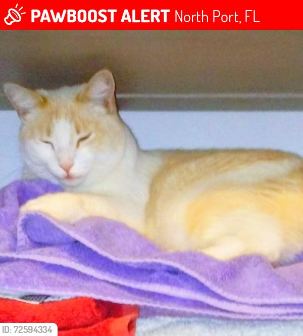 Lost Male Cat last seen Dorothy and Bullard  Biscayne , North Port, FL 34287