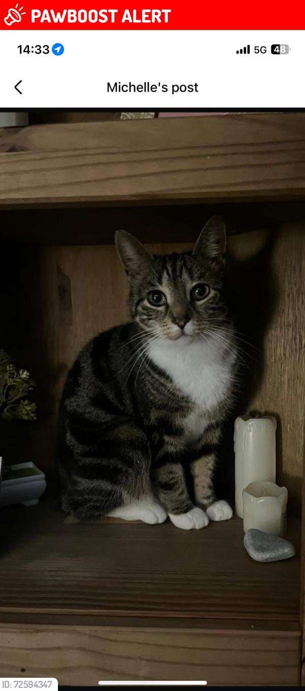 Lost Female Cat last seen Beech Avenue , Chelmsley Wood, England B37 7PS