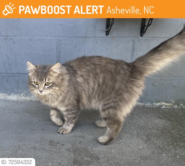 Found/Stray Male Cat last seen Belmont Ave. , Asheville, NC 28806