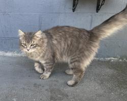 Found/Stray Male Cat last seen Belmont Ave. , Asheville, NC 28806