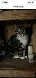 Lost Female Cat last seen Beech Avenue , Chelmsley Wood, England B37 7PS