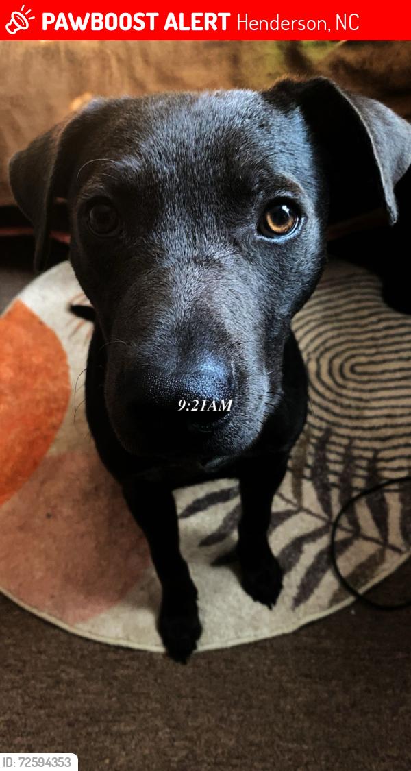 Lost Male Dog last seen East Parker street & Apple street behind the car wash. , Henderson, NC 27536
