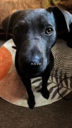 Lost Male Dog last seen East Parker street & Apple street behind the car wash. , Henderson, NC 27536