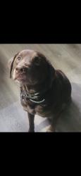 Lost Female Dog last seen Villa ridge,  American inn, Villa Ridge, MO 63089