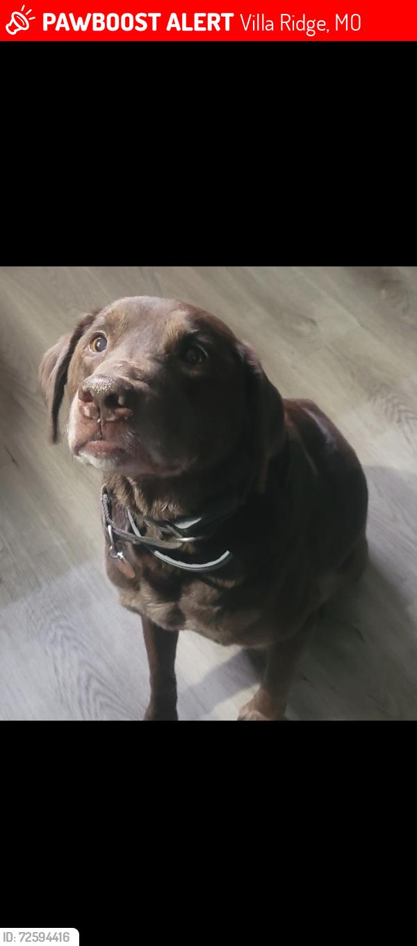 Lost Female Dog last seen Villa ridge,  American inn, Villa Ridge, MO 63089