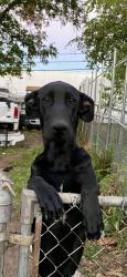 Lost Male Dog last seen Glacier st , Fort Worth, TX 76115