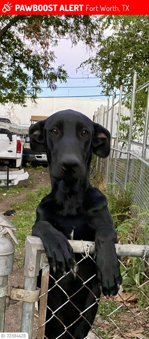 Lost Male Dog last seen Glacier st , Fort Worth, TX 76115