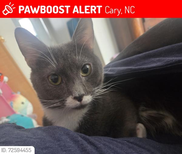 Lost Male Cat last seen Near Gooseneck Dr , Cary, NC 27513