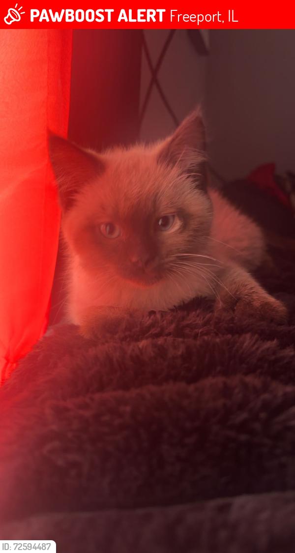 Lost Male Cat last seen Carrol Ava and empire , Freeport, IL 61032