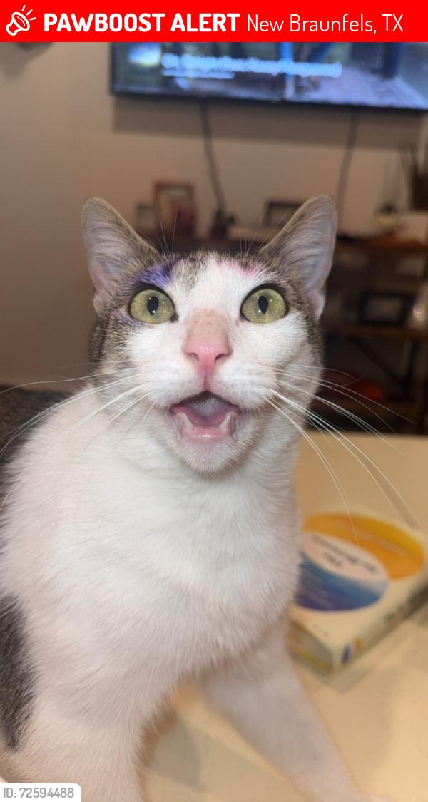 Lost Female Cat last seen Deborah Dr and Layne Loop, New Braunfels, TX 78130