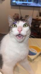 Lost Female Cat last seen Deborah Dr and Layne Loop, New Braunfels, TX 78130