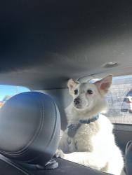 Lost Male Dog last seen Daley Circle, Douglas County, CO 80134