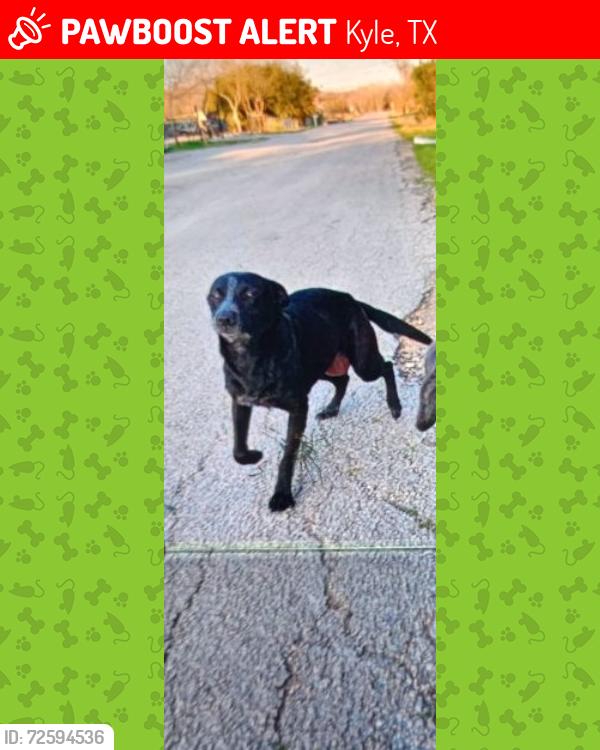 Lost Female Dog last seen Willow terrace, SkyView terrace, high road, Kyle, TX 78640