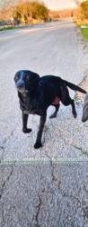 Lost Female Dog last seen Willow terrace, SkyView terrace, high road, Kyle, TX 78640