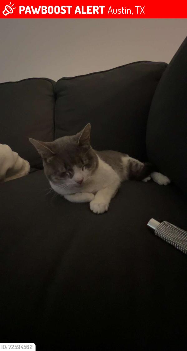 Lost Male Cat last seen 1st st, Austin, TX 78748