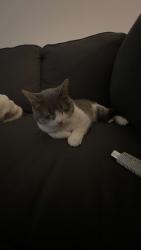 Lost Male Cat last seen 1st st, Austin, TX 78748