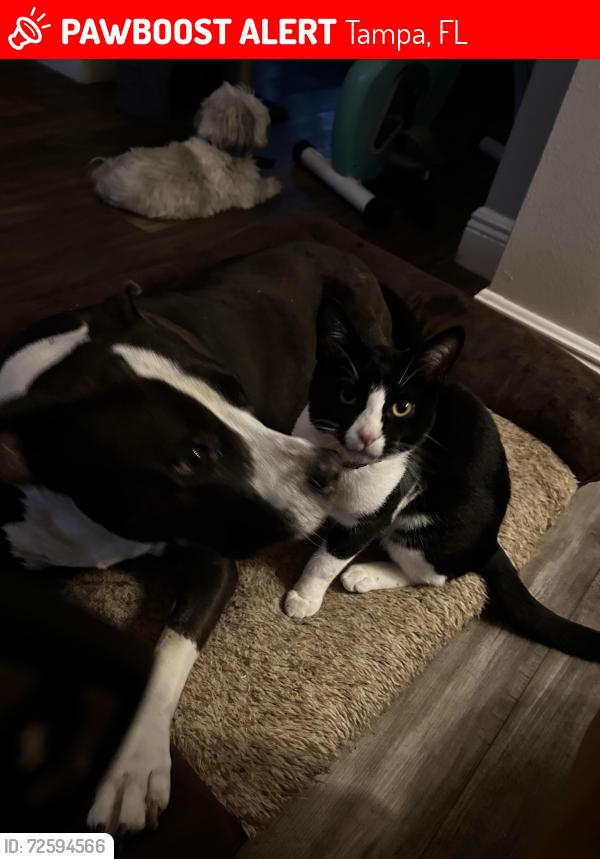 Lost Male Cat last seen Gunn Hwy, Tampa, FL 33625