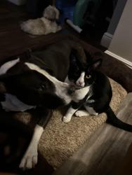 Lost Male Cat last seen Gunn Hwy, Tampa, FL 33625