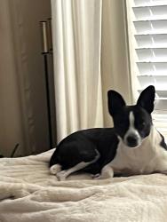 Lost Female Dog last seen San bruno, San Francisco, CA 94134