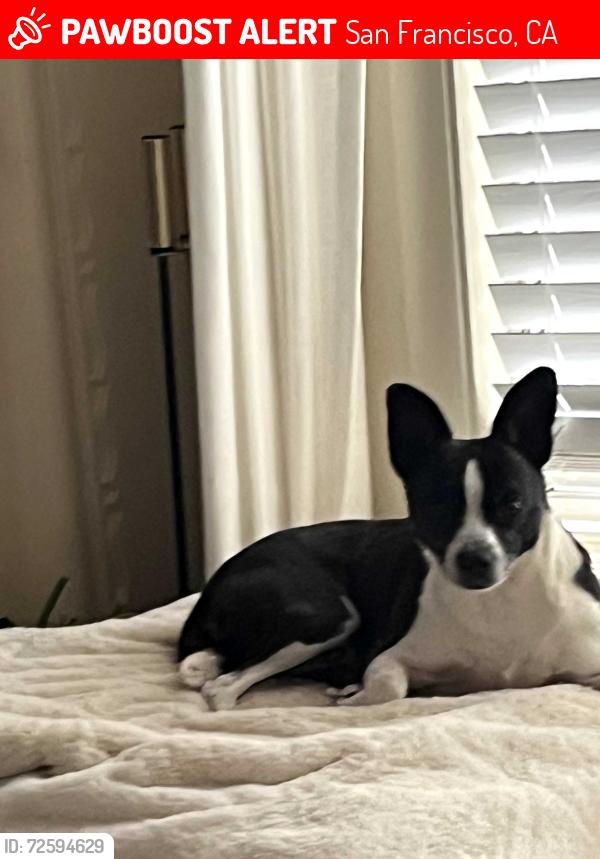 Lost Female Dog last seen San bruno, San Francisco, CA 94134