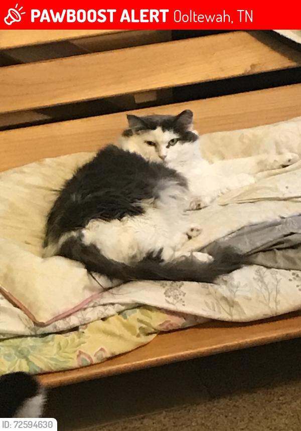 Lost Female Cat last seen Near Blanche Road, Ooltewah, TN , Ooltewah, TN 37363