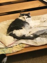 Lost Female Cat last seen Near Blanche Road, Ooltewah, TN , Ooltewah, TN 37363