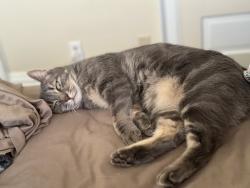 Lost Male Cat last seen Tenth & Cannon , Spokane, WA 99204