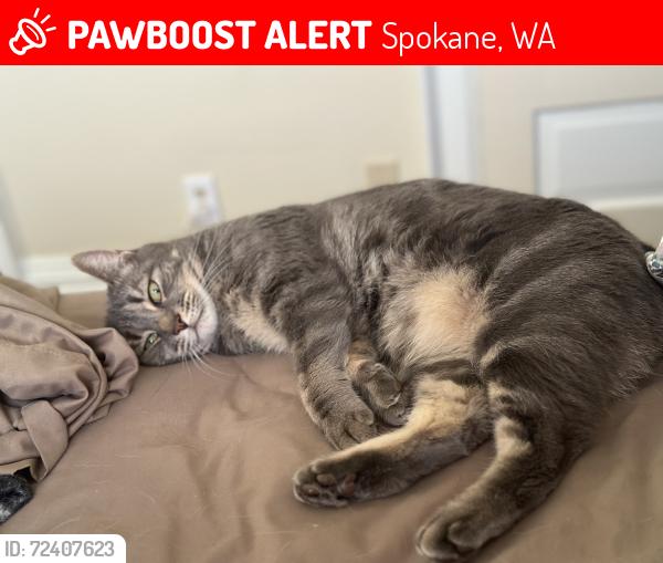 Lost Male Cat last seen Tenth & Cannon , Spokane, WA 99204