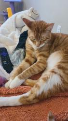 Lost Male Cat last seen Cimarron and deer springs way , Las Vegas, NV 89131
