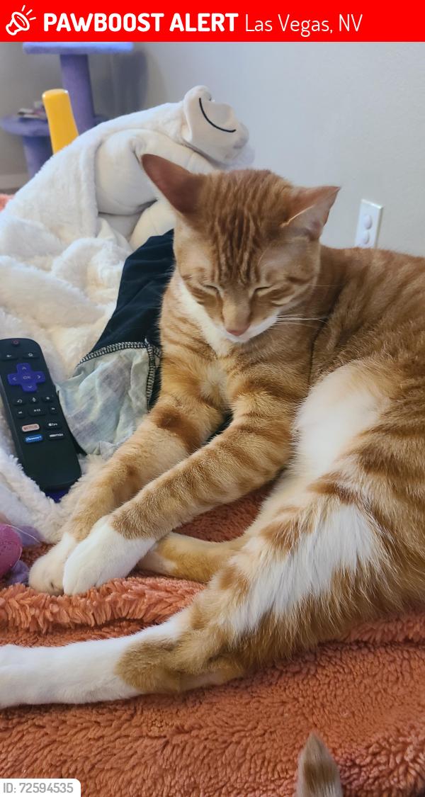 Lost Male Cat last seen Cimarron and deer springs way , Las Vegas, NV 89131