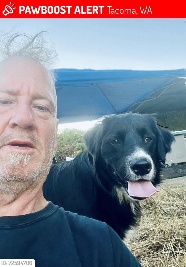 Lost Male Dog last seen 21st and Fawcett/Tacoma Ave, Tacoma, WA 98402