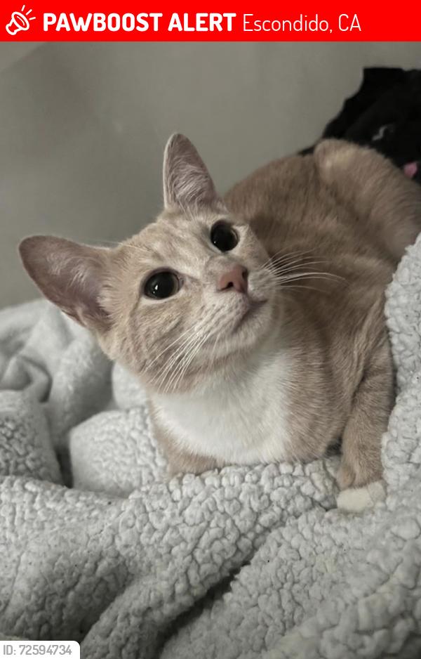 Lost Female Cat last seen E Grand ave and midway , Escondido, CA 92027