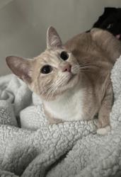 Lost Female Cat last seen E Grand ave and midway , Escondido, CA 92027