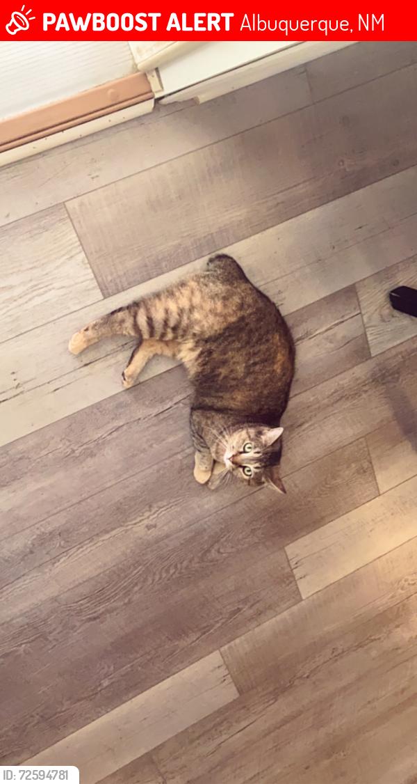 Lost Female Cat last seen Snow Heights park , Albuquerque, NM 87112