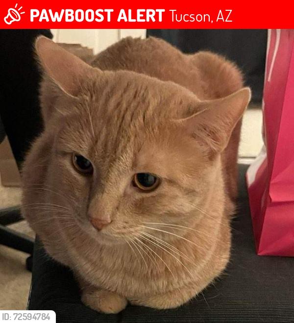 Lost Male Cat last seen Near n Harrison Rd Tucson AZ 85748, Tucson, AZ 85748