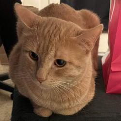 Lost Male Cat last seen Near n Harrison Rd Tucson AZ 85748, Tucson, AZ 85748