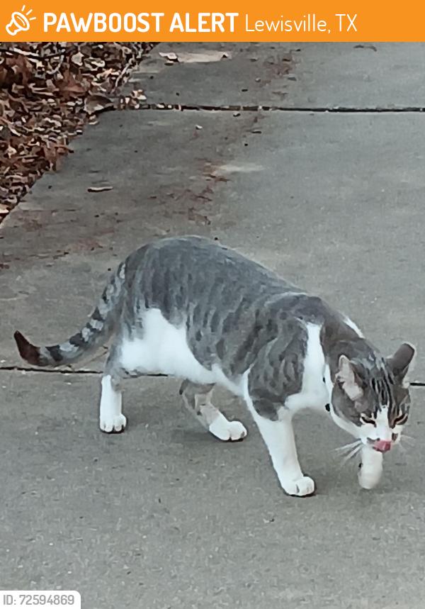 Found/Stray Unknown Cat last seen Walking trail behind limestone ranch apts, Lewisville, TX 75067