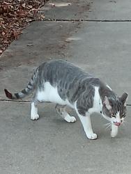 Found/Stray Unknown Cat last seen Walking trail behind limestone ranch apts, Lewisville, TX 75067