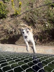 Found/Stray Male Dog last seen Center St, Victorville, CA 92395