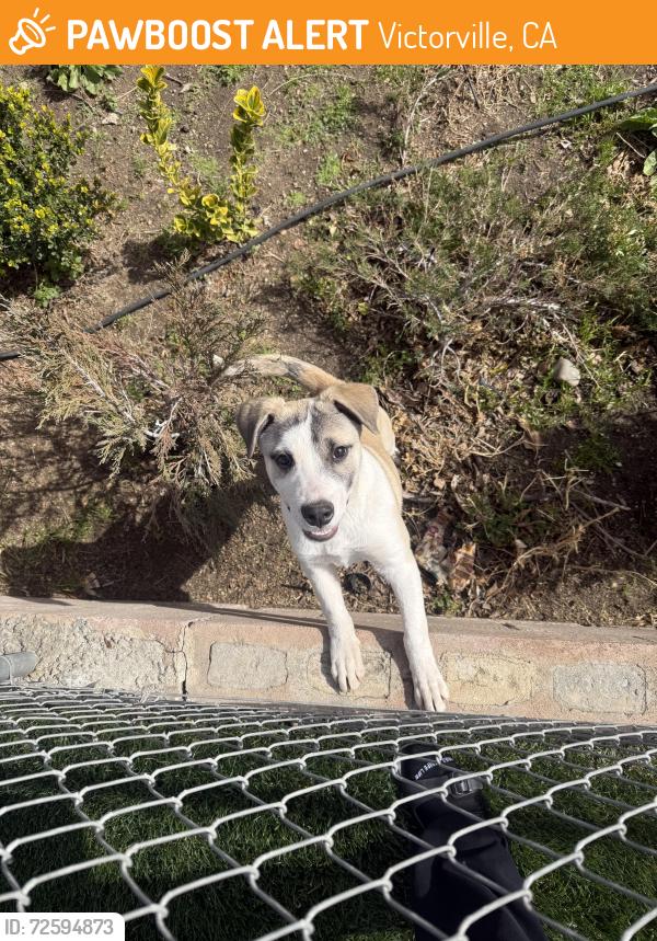 Found/Stray Male Dog last seen Center St, Victorville, CA 92395