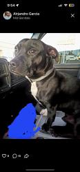 Lost Male Dog last seen 67th n glendale, Glendale, AZ 85048