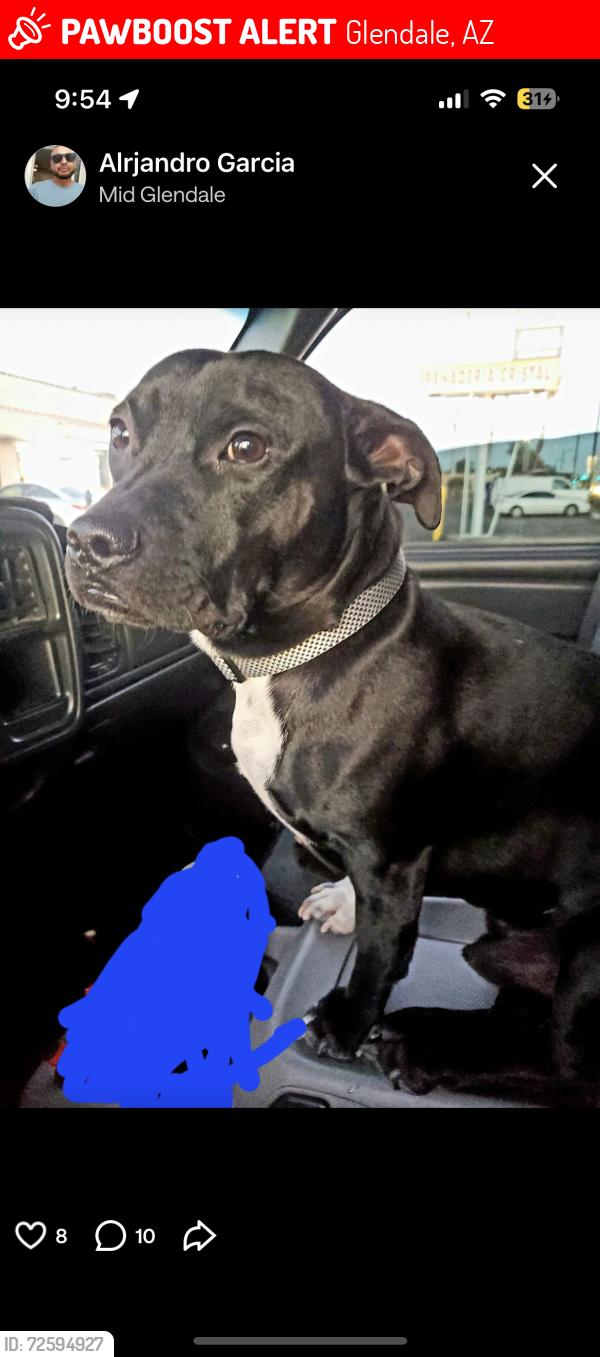 Lost Male Dog last seen 67th n glendale, Glendale, AZ 85048