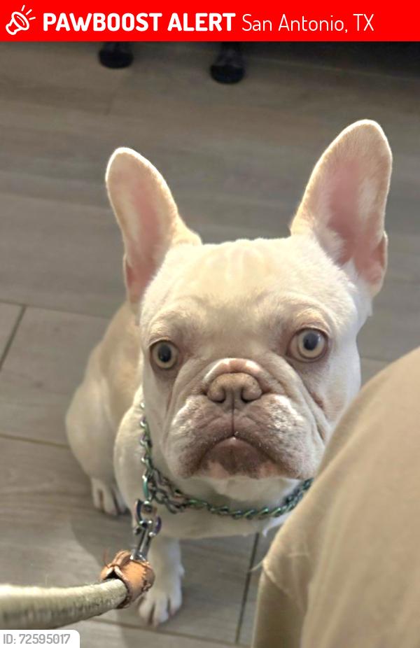 Lost Female Dog last seen Saratoga Dr & Bobolink & Wonder Pkwy, San Antonio, TX 78213