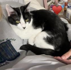 Lost Female Cat last seen Hefner , Oklahoma City, OK 73114