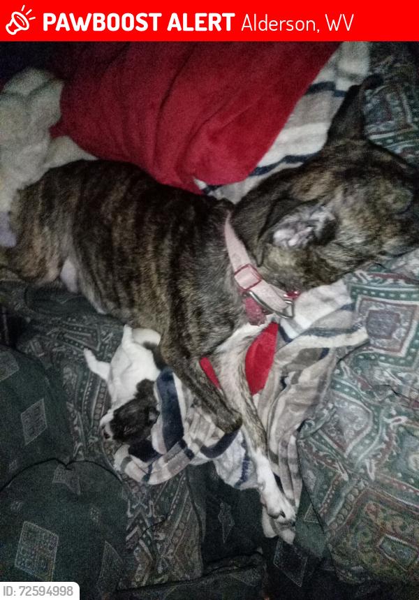 Lost Female Dog last seen Near snake run Rd Alderson WV , Alderson, WV 24910