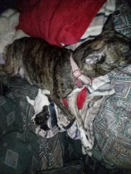 Lost Female Dog last seen Near snake run Rd Alderson WV , Alderson, WV 24910