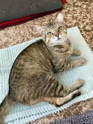 Lost Male Cat last seen Coronet and Ventura Dr. 33541, Oaks Royal Mobile Home, FL 33541