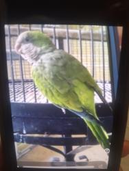 Lost Male Bird last seen 70th and McNab, Tamarac, FL 33068